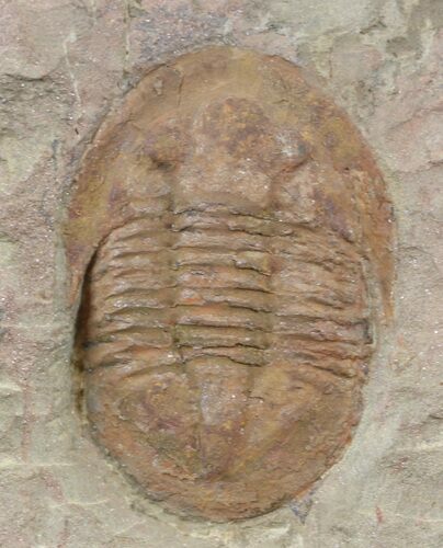 Ordovician Asaphellus Trilobite - Morocco #45088